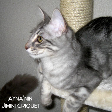 Jimini Criquet